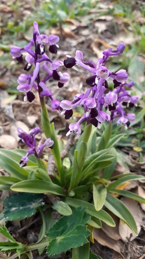 Anacamptis longicornu leaf
