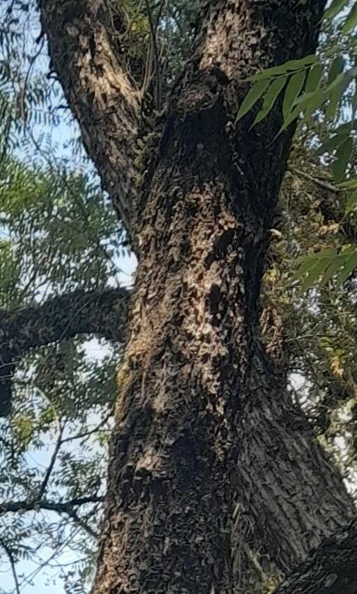 Cedrela angustifolia bark