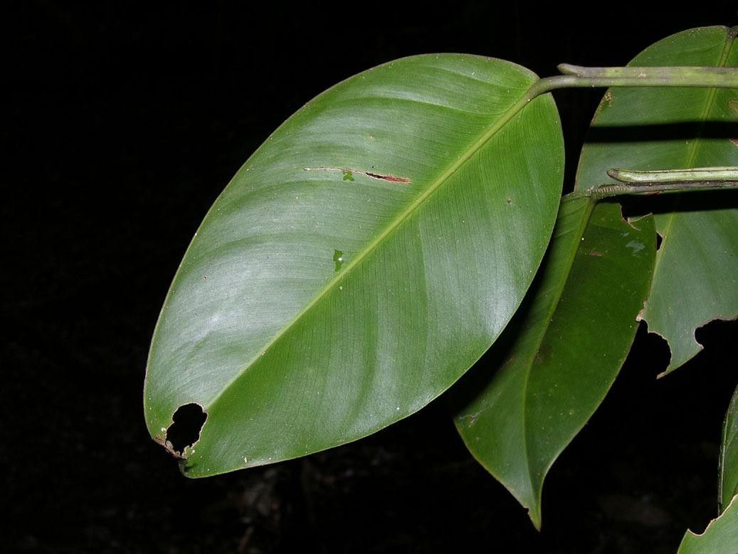 Philodendron rigidifolium leaf