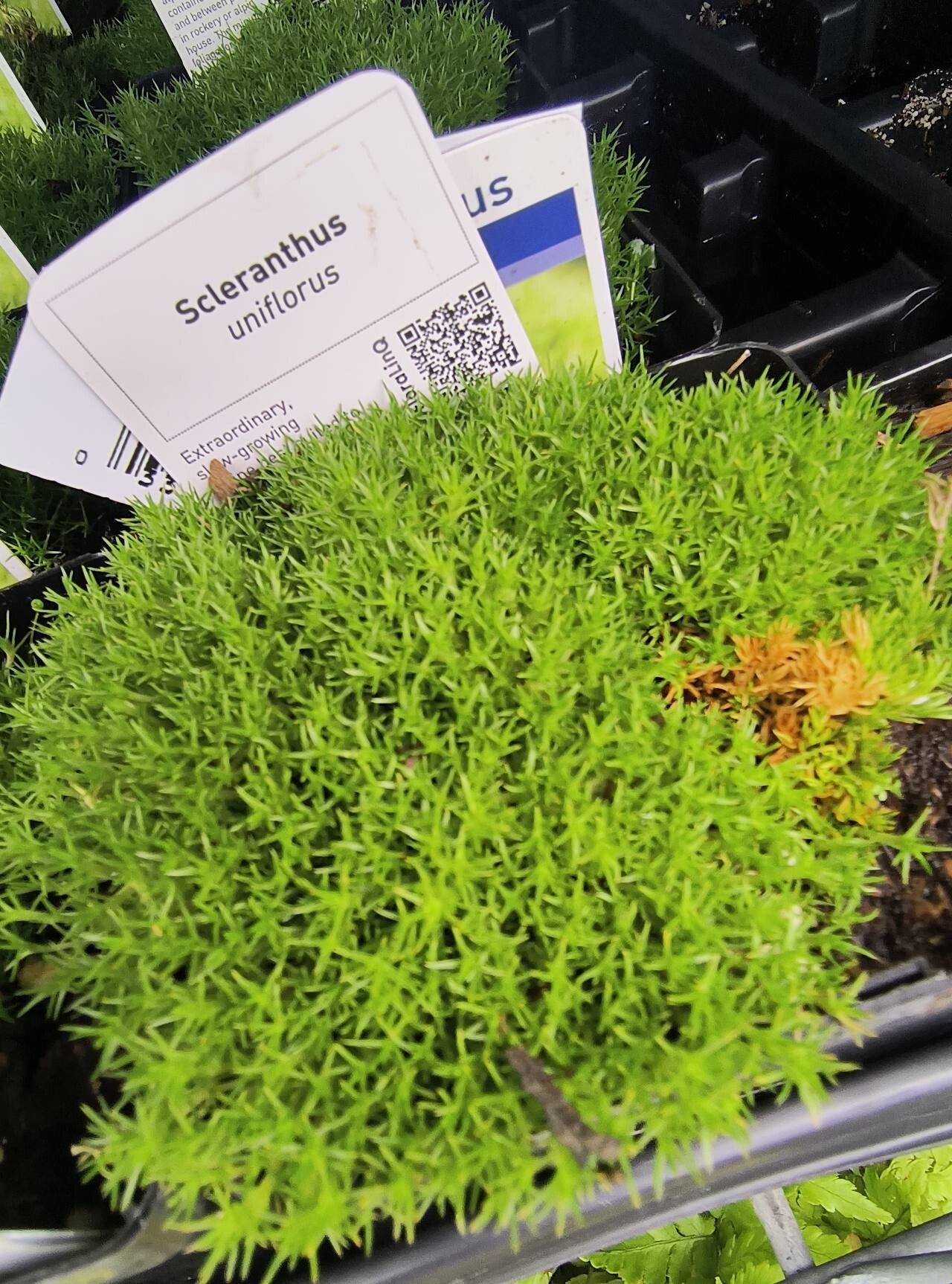 Scleranthus uniflorus — houseplant care guide