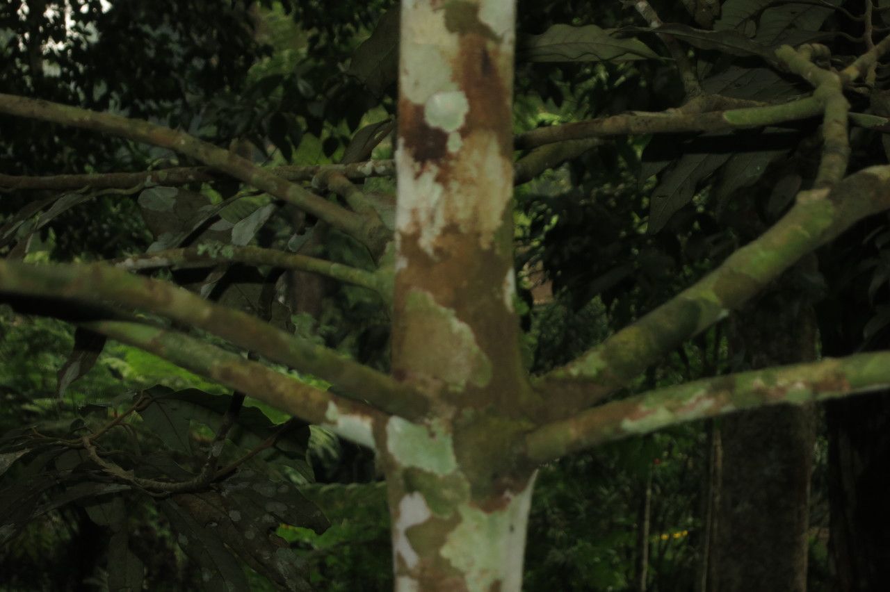 Knema cinerea — related species from the same genus