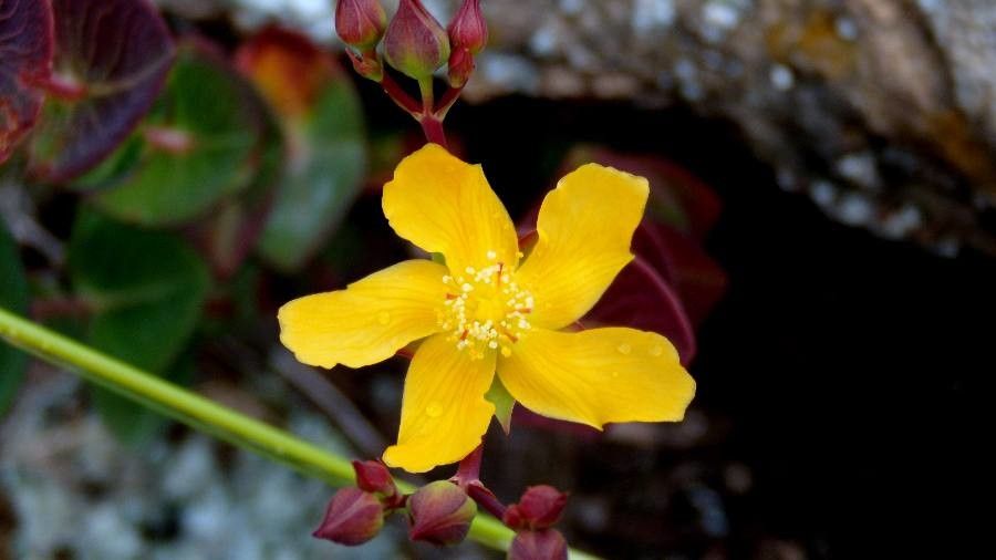 Hypericum connatum flower