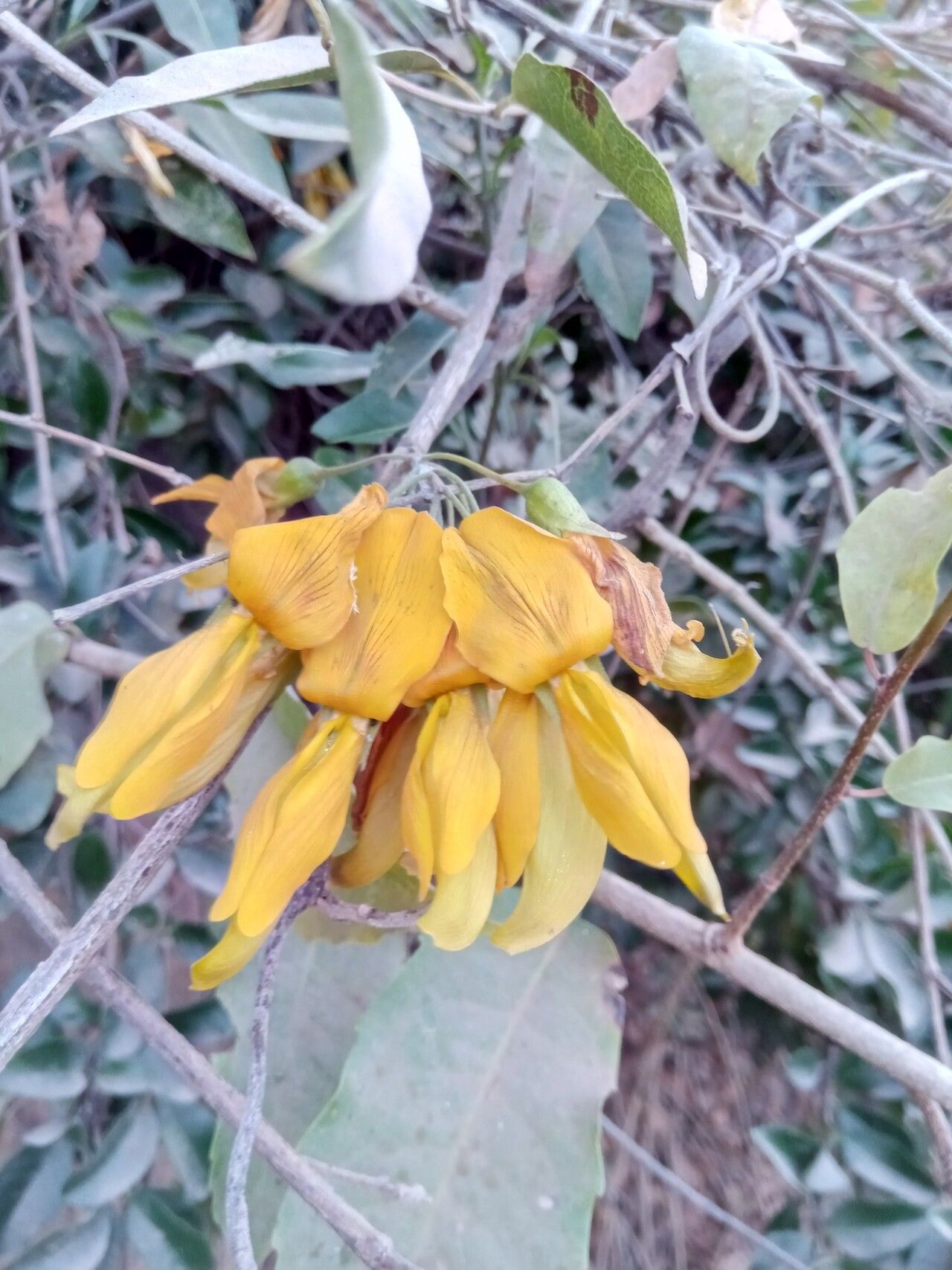 Rhynchosia baukea flower