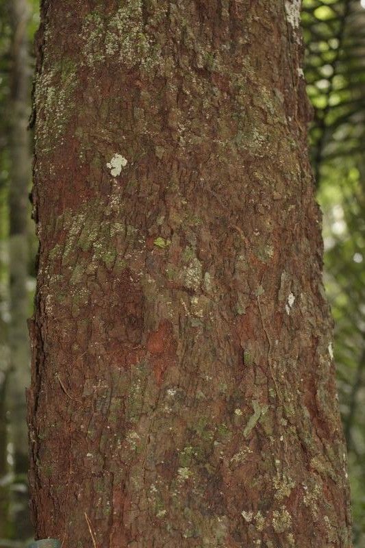 Pouteria bilocularis bark