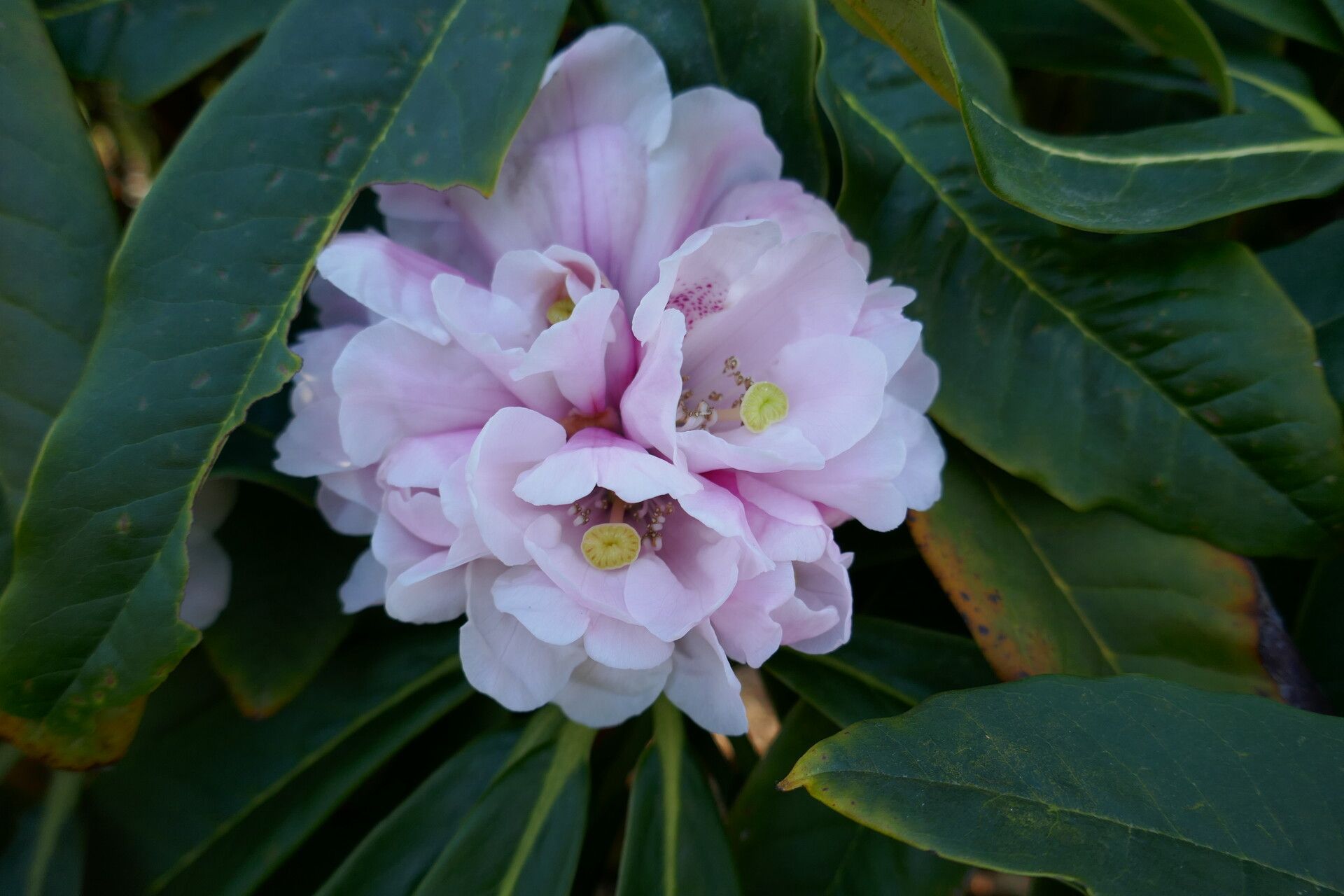 Rhododendron asterochnoum flower