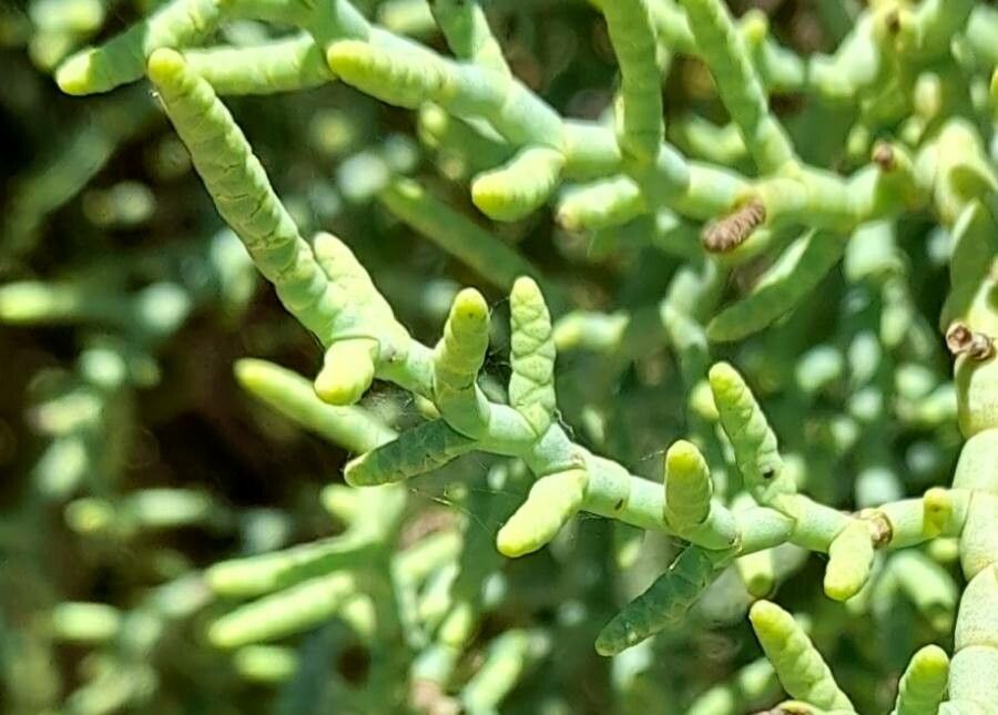 Allenrolfea vaginata leaf