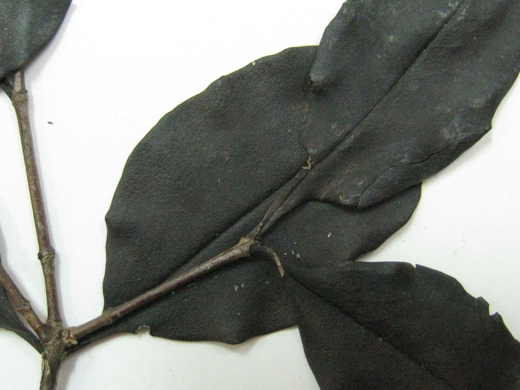 Mouriri angulicosta other