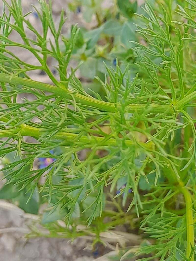 Adonis dentata — related species from the same genus
