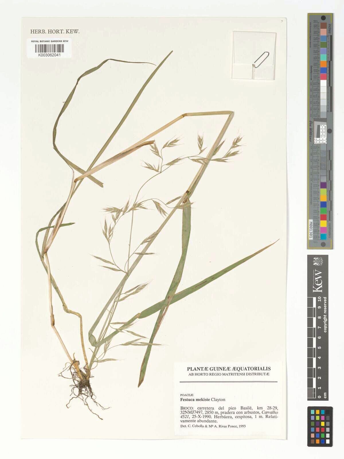 Festuca mekiste — houseplant care guide