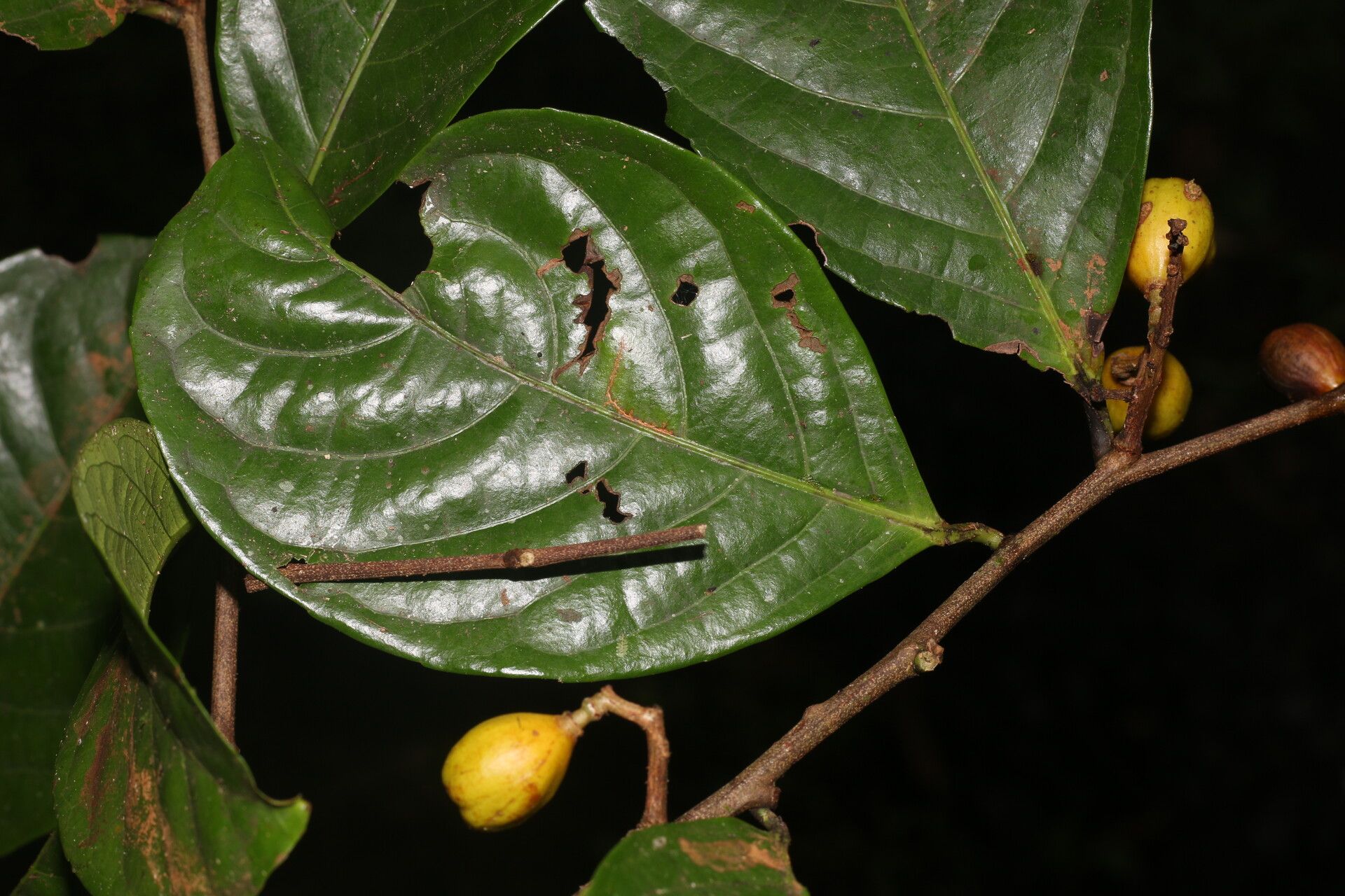 Celastrus vulcanicola leaf