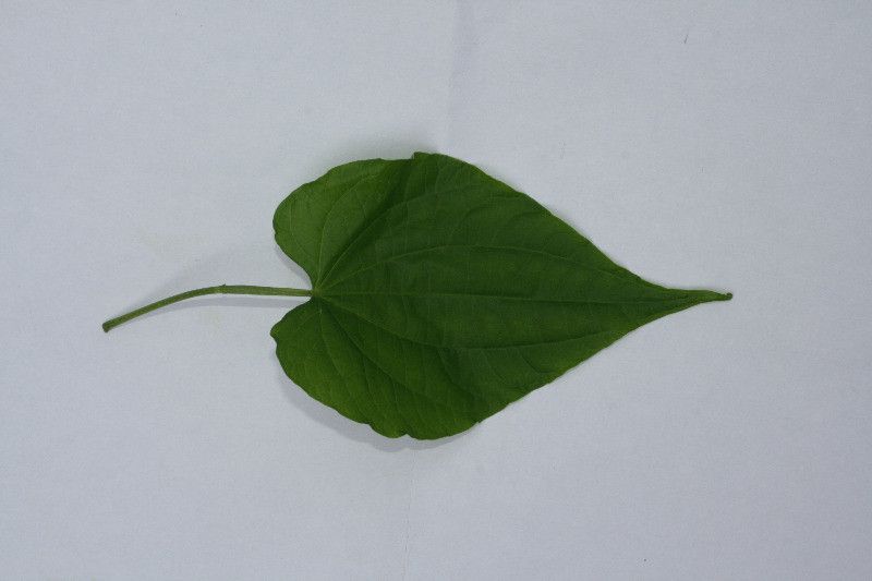 Piper marginatum other