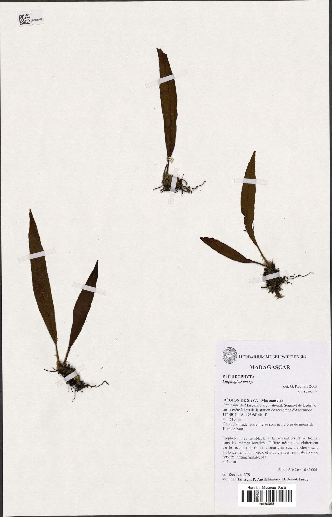 Elaphoglossum desireanum — houseplant care guide