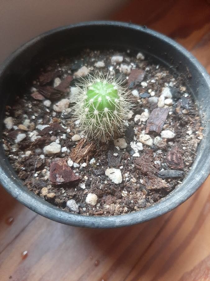 Echinocereus chloranthus — search result for 'Echinocereus'