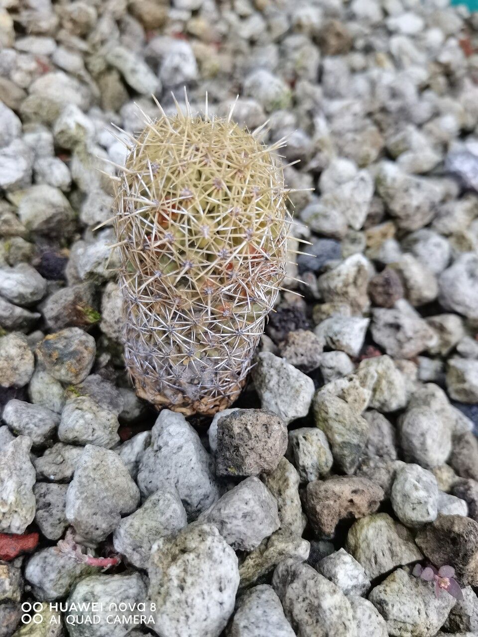 Coryphantha erecta bark