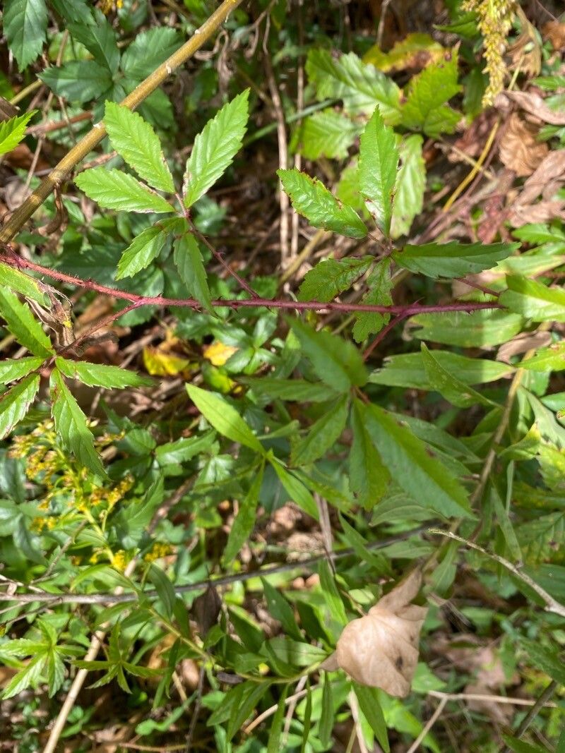 Rubus trivialis leaf
