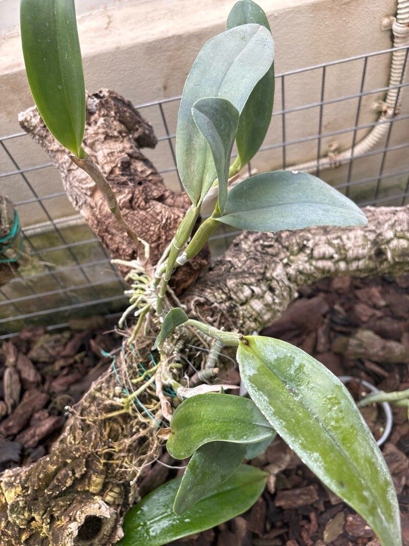 Encyclia replicata — houseplant care guide