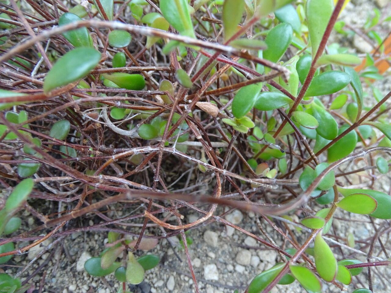 Bryophyllum manginii bark
