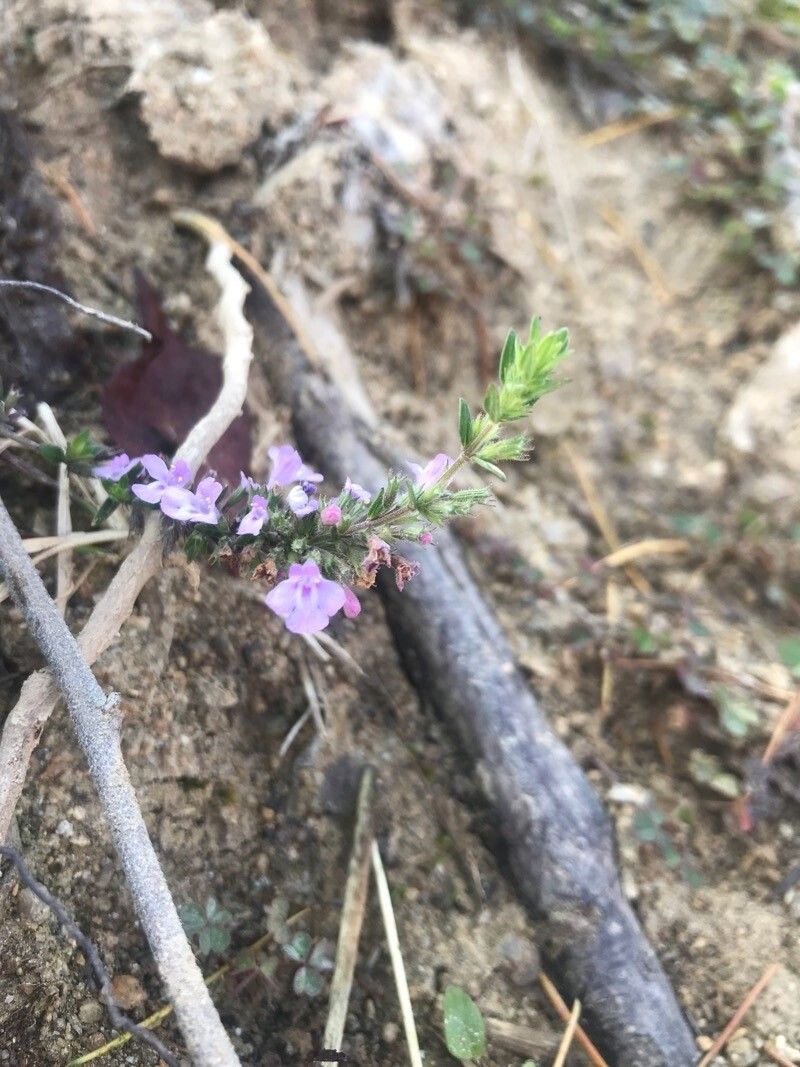 Micromeria biflora — related species from the same genus
