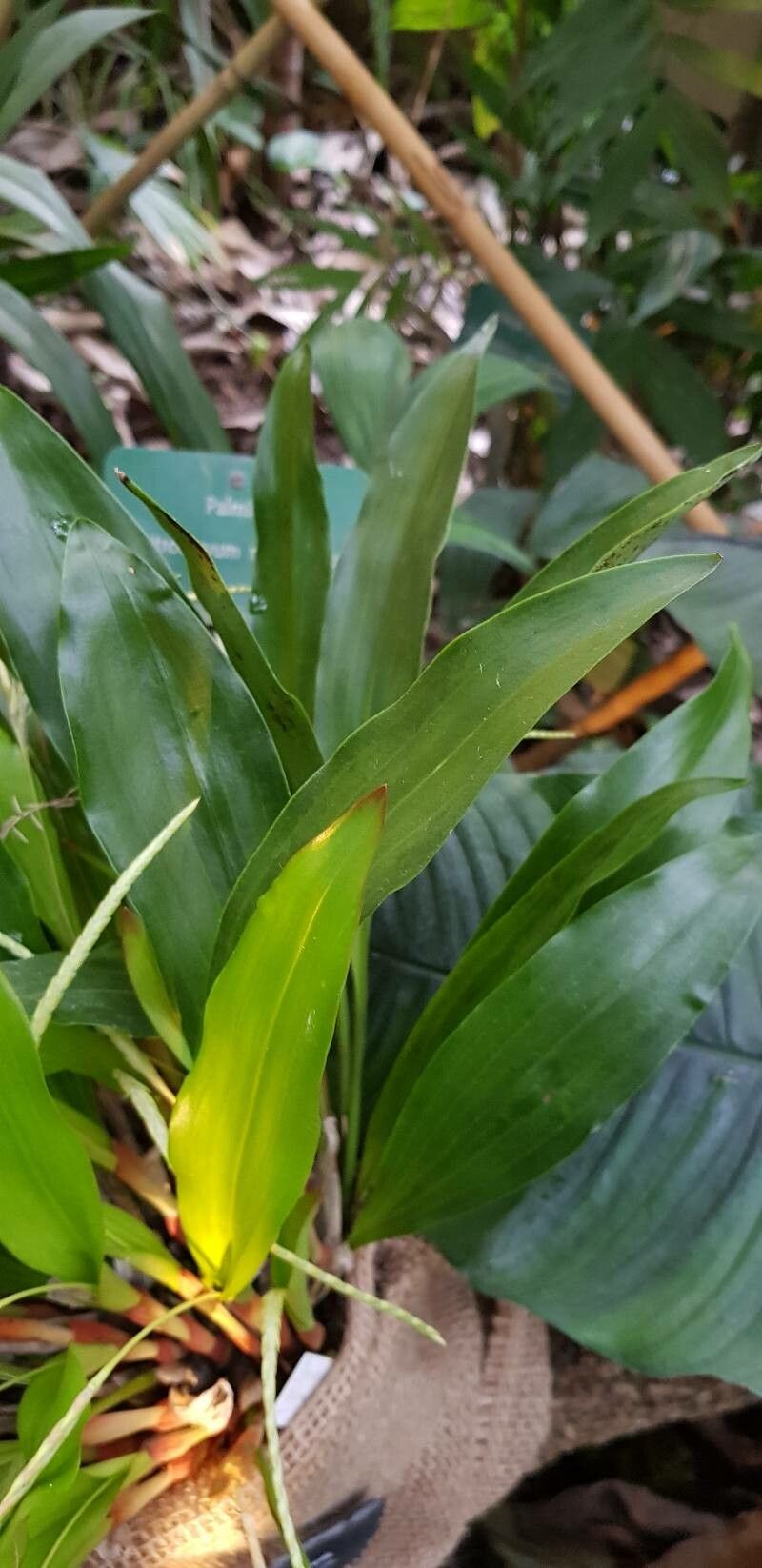 Coelogyne glumacea leaf