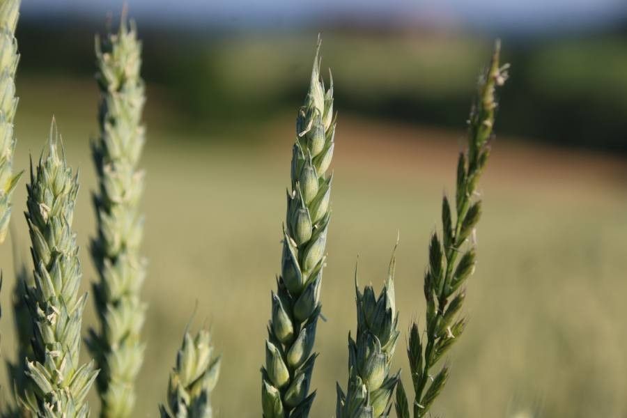 Triticum aestivum