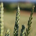 Triticum aestivum