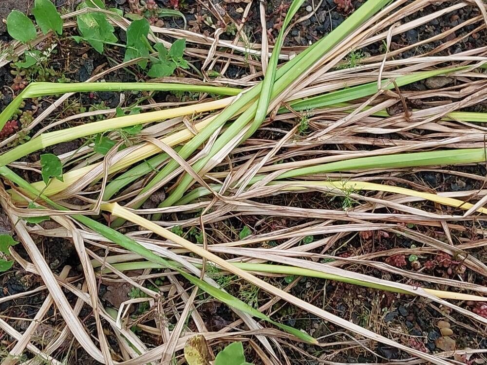 Narcissus × mariae-angelorum — search result for 'Narcissus'