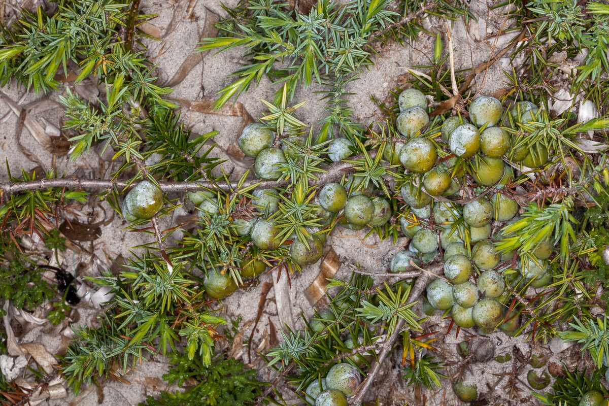 Juniperus macrocarpa fruit