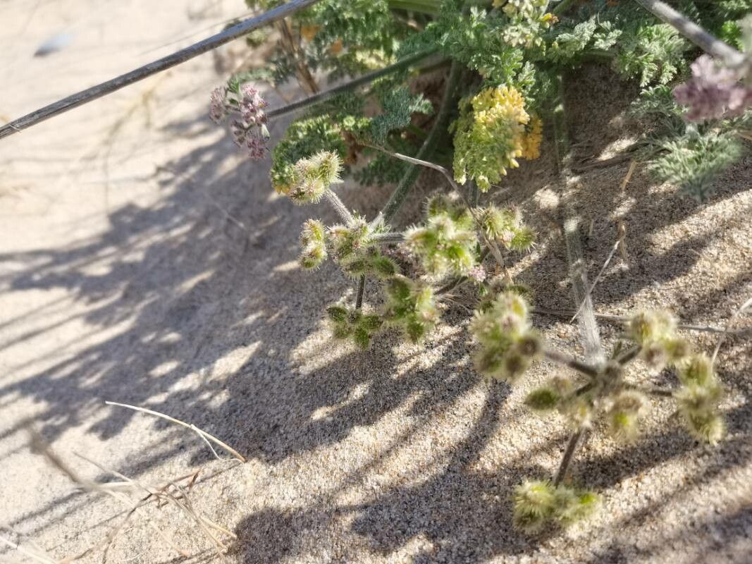 Daucus pumilus fruit