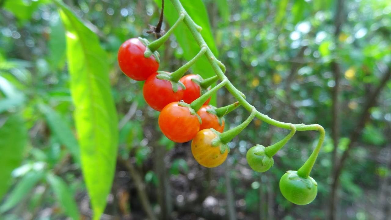 Solanum racemosum fruit
