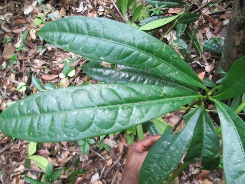 Licaria cannella — related species from the same genus