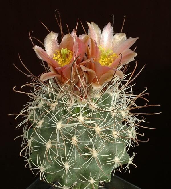 Sclerocactus nyensis habit