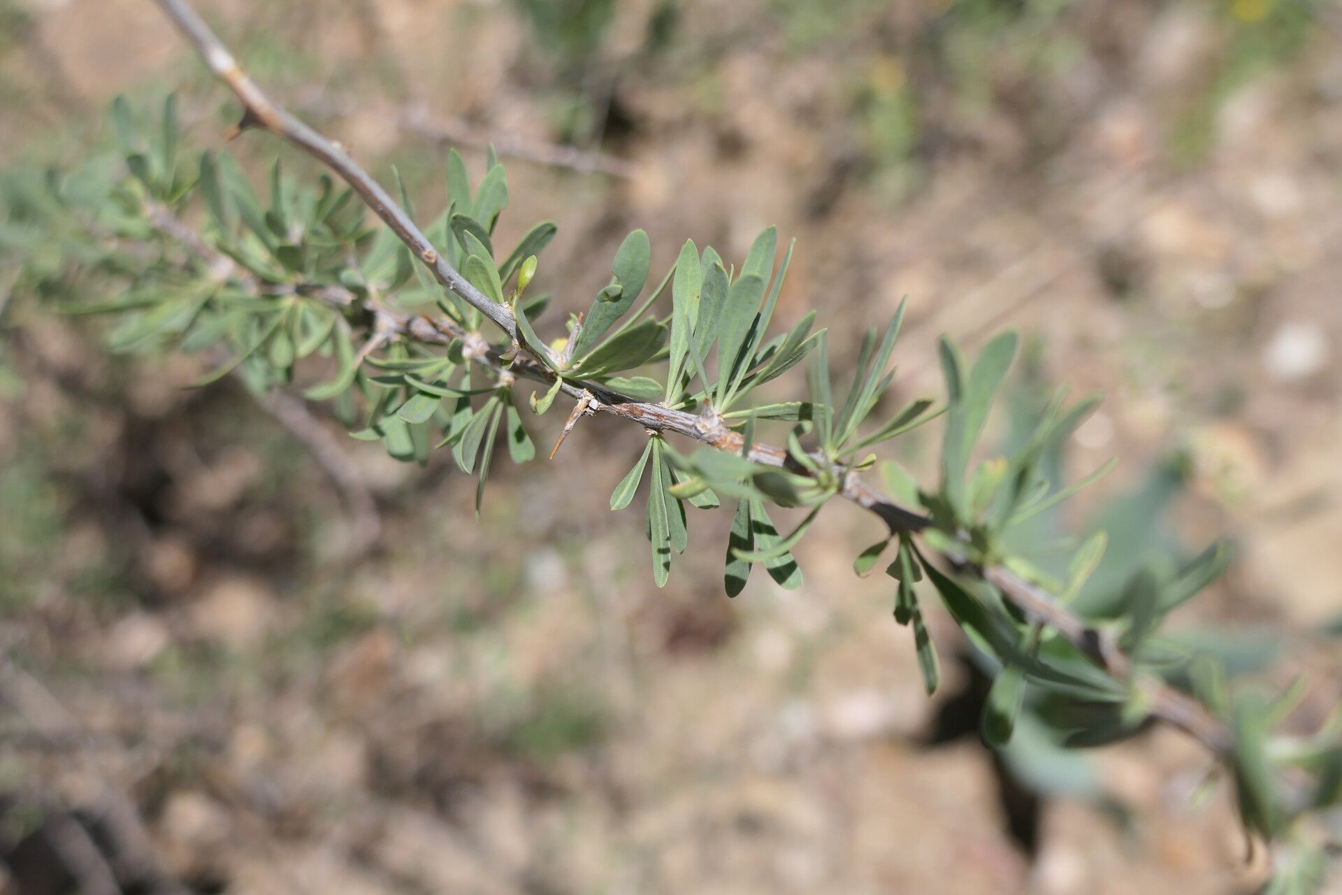 Lycium bosciifolium habit