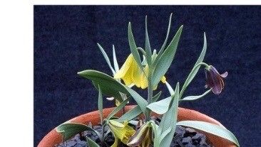 Fritillaria kittaniae — search result for 'Fritillaria'