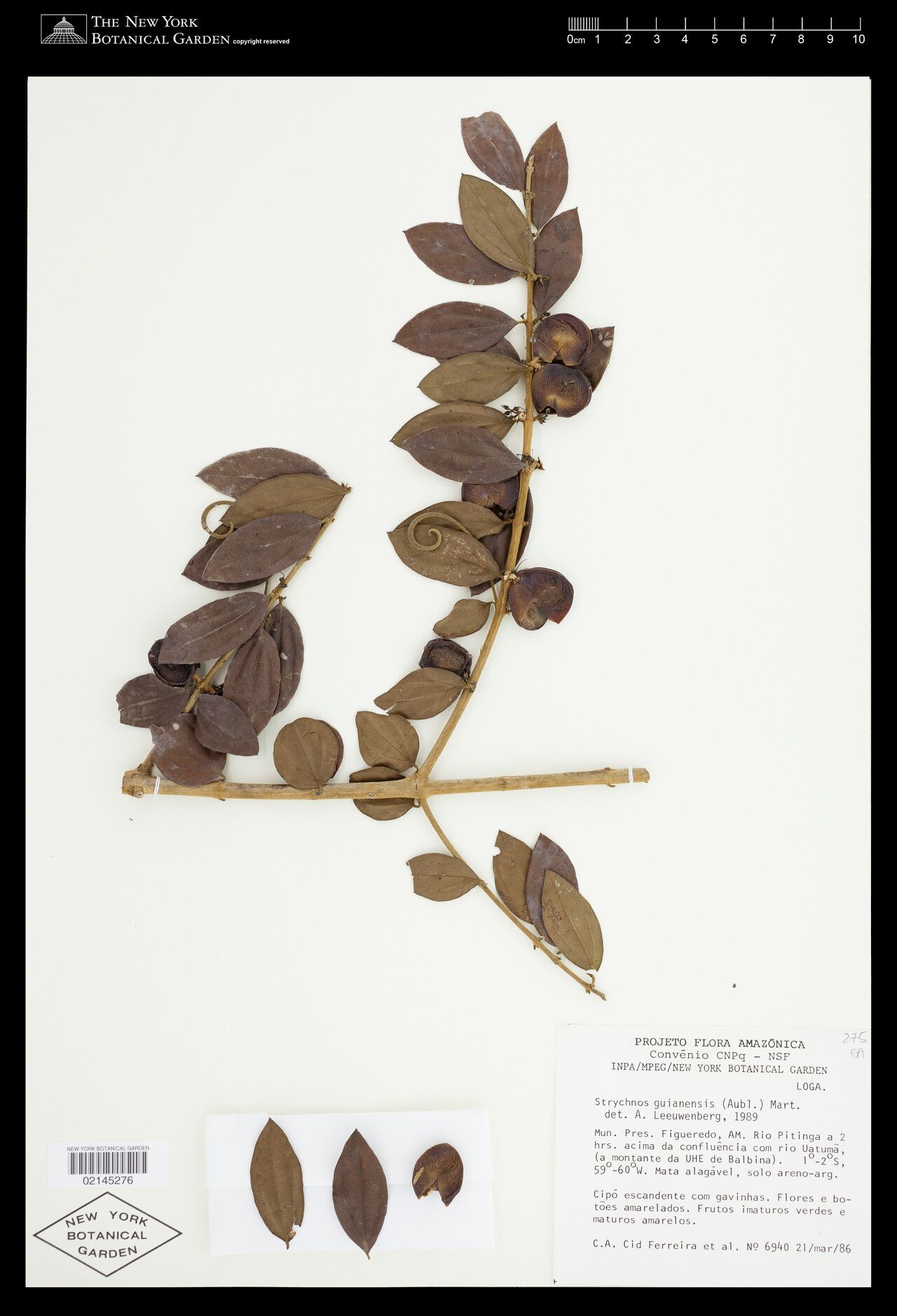 Strychnos guianensis fruit