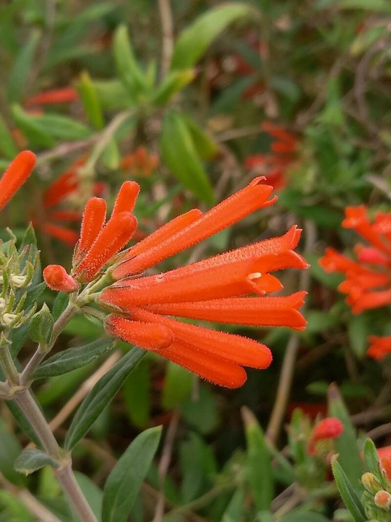 Bouvardia ternifolia flower