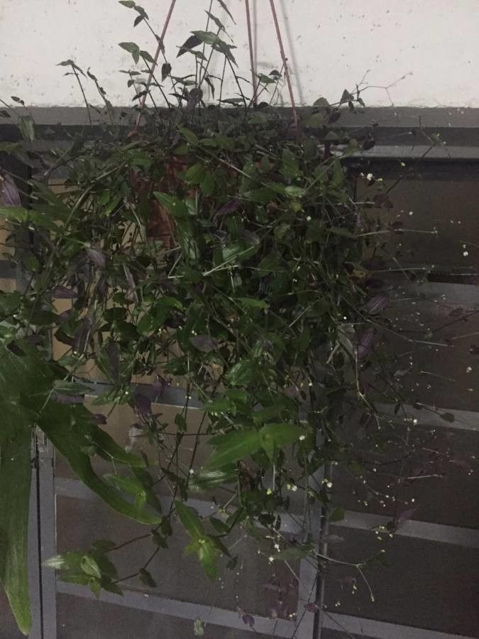 Gibasis pellucida leaf