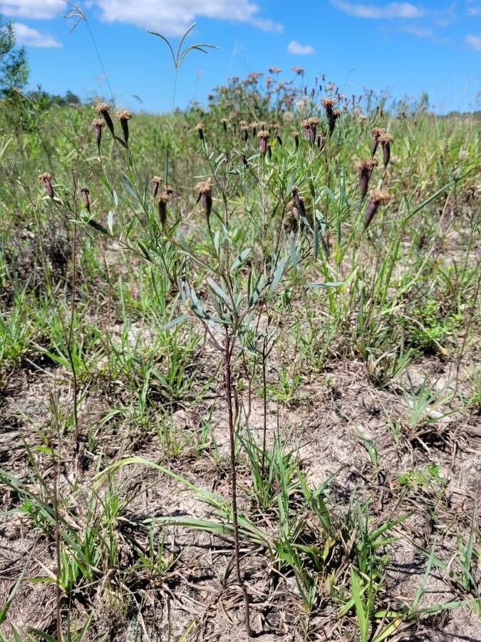 Porophyllum linaria leaf