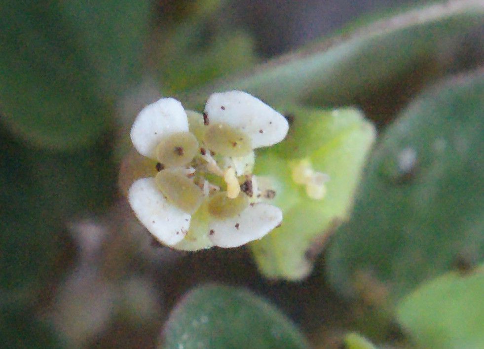 Chamaesyce viridula flower
