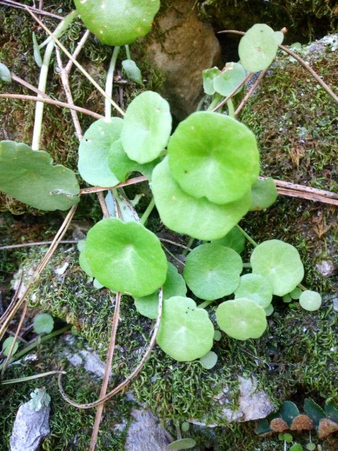 Umbilicus horizontalis — related species from the same genus