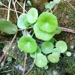 Umbilicus horizontalis