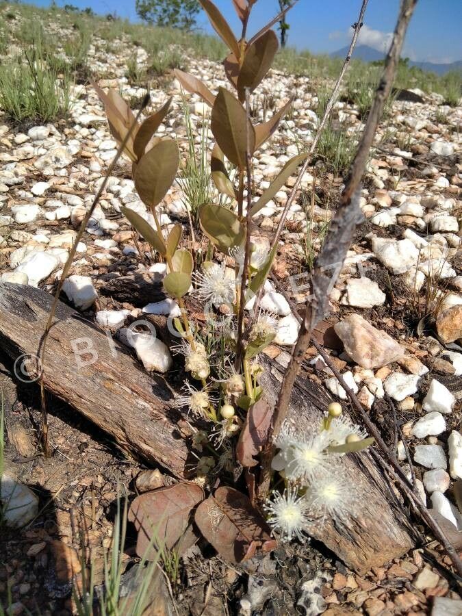 Eugenia noumeensis flower