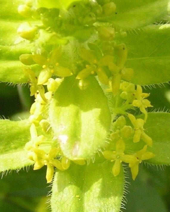 Cruciata laevipes flower