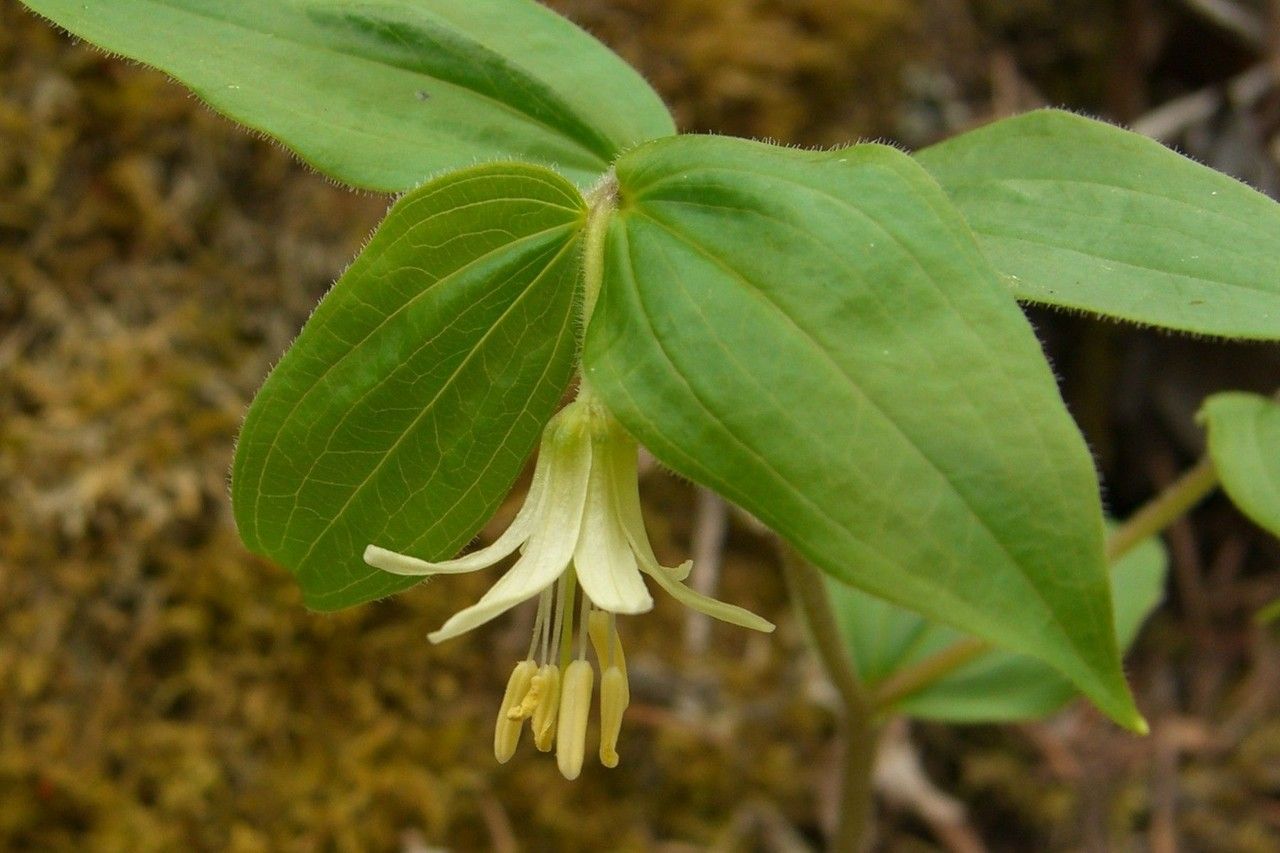 Prosartes trachycarpa flower