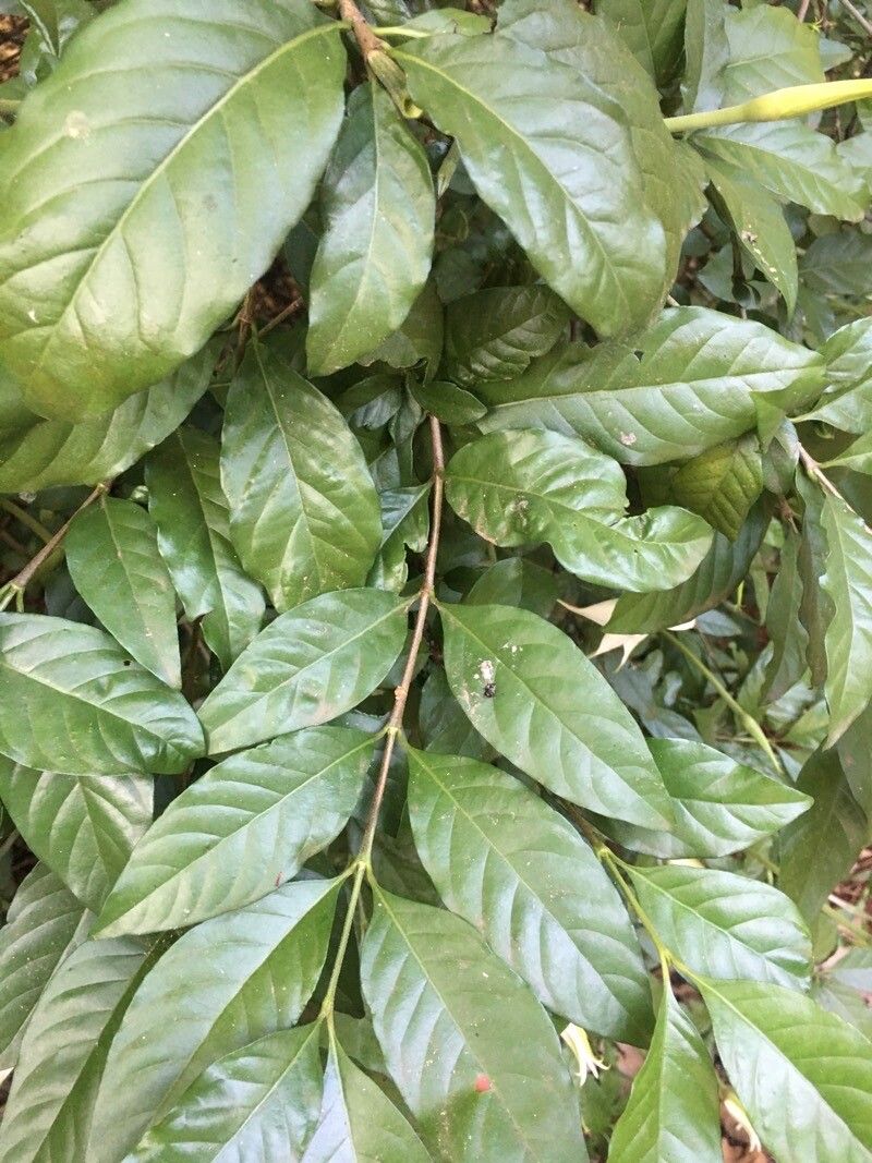 Rosenbergiodendron formosum — search result for 'Panama'