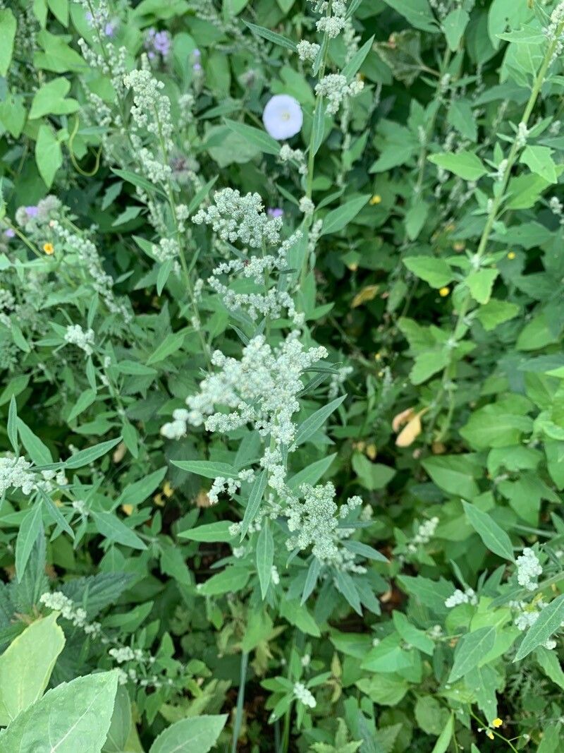 Chenopodium pratericola leaf