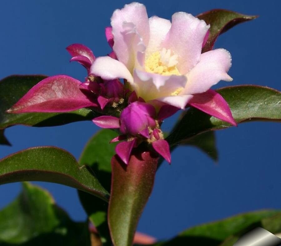 Pereskia grandiflora — related species from the same genus