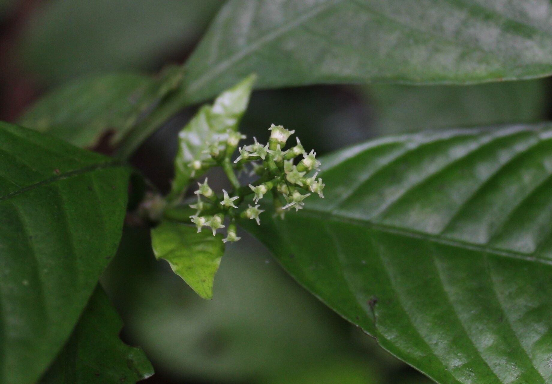 Psychotria cornuta flower