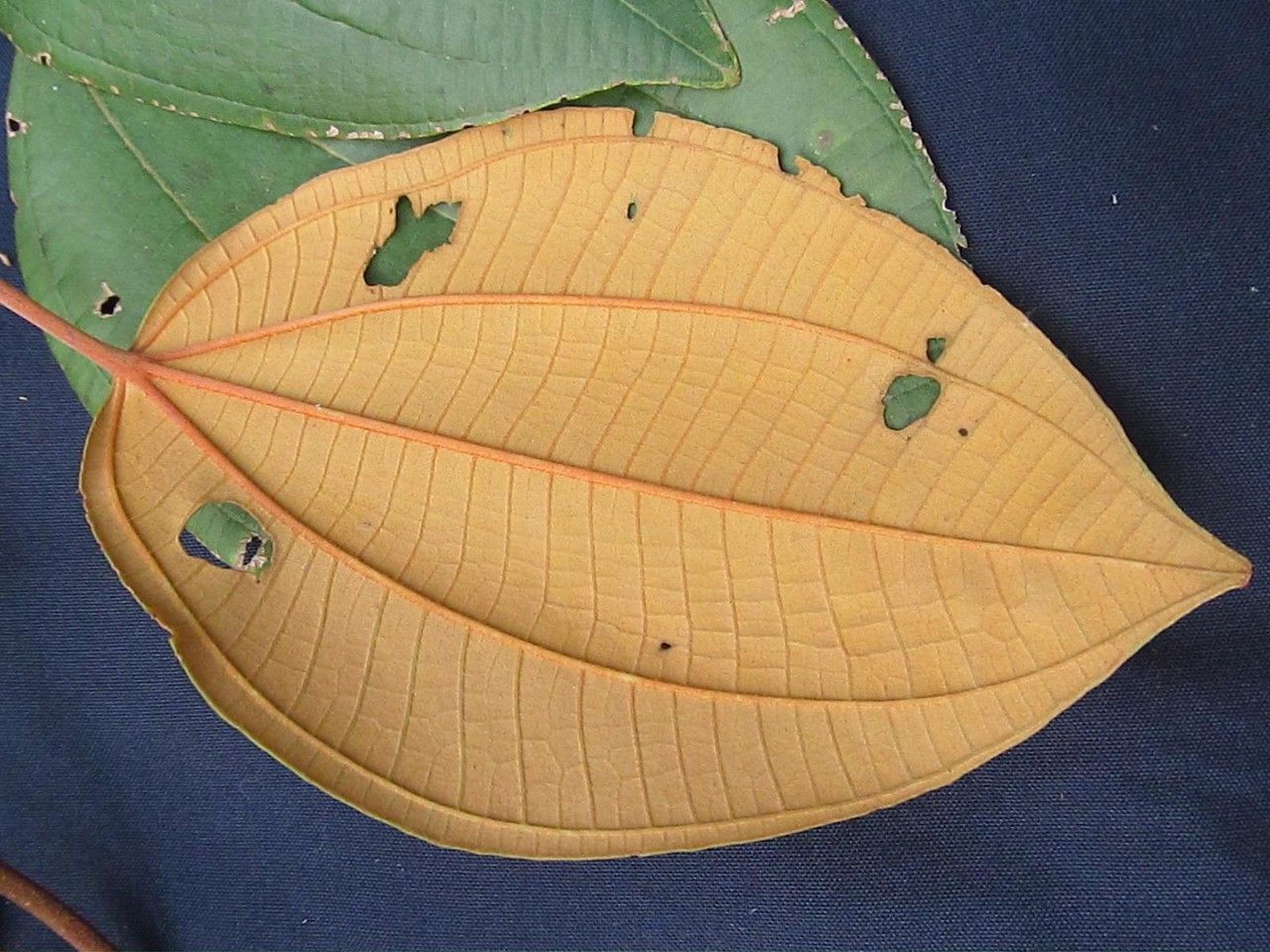 Miconia caudata — houseplant care guide