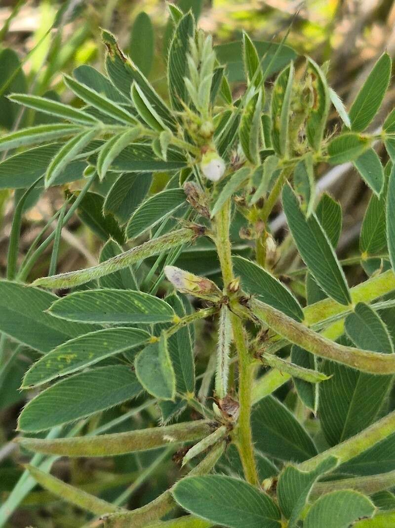 Tephrosia pumila flower