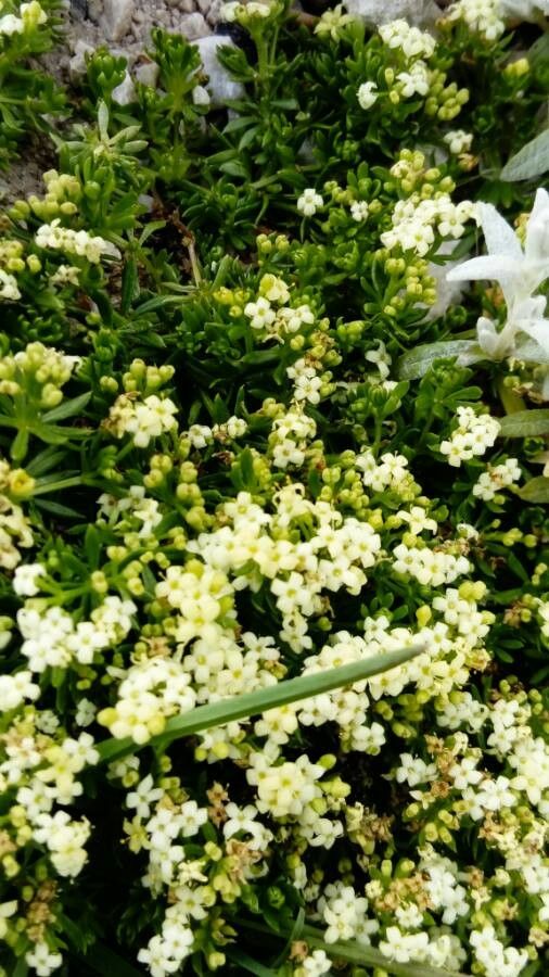 Galium cespitosum flower